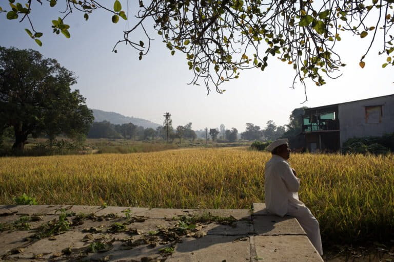 Hilly villages trap runoff to tackle water scarcity amid plenty 3 An Indrayani rice field in Lavhi village, Velhe. Although this taluk receives the highest rainfall in Pune district, some villages have historically faced water shortages by February, as rainwater quickly runs off the slopes and undulating terrain in the region. Image by Saumitra Shinde/Mongabay.