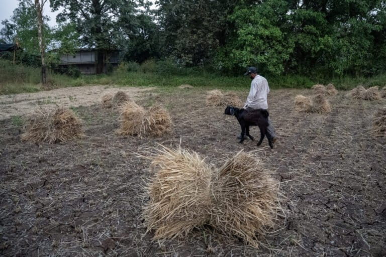 Hilly villages trap runoff to tackle water scarcity amid plenty 4 Nazim Shaikh, a young farmer, wraps up work on his rice field and heads home. With declining soil moisture and limited irrigation support, the prospect of growing vegetables and fruits as a second crop remains uncertain. Image by Saumitra Shinde/Mongabay.