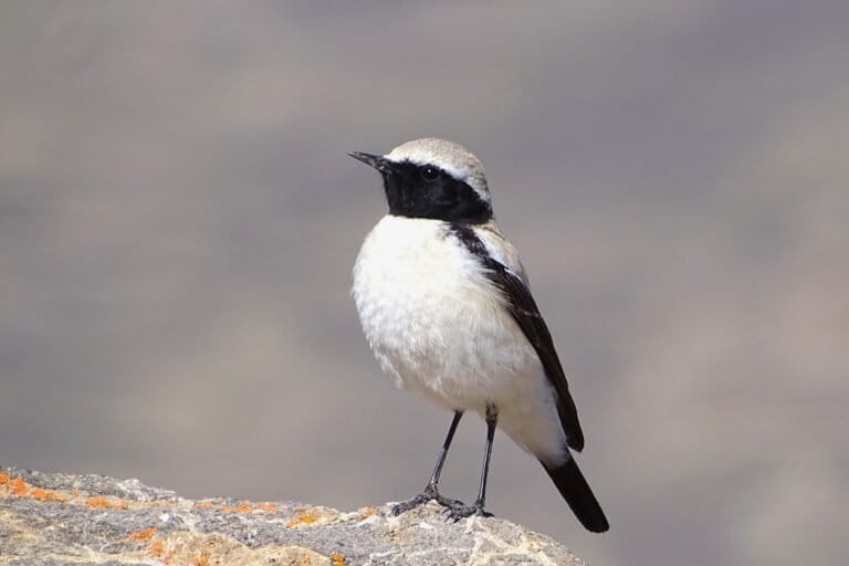 Birds are declining even in undisturbed grasslands, raising climate concerns 3 A desert wheatear. A study by NCF from 2002-2023 in Lahaul-Spiti shows that bird densities have declined across habitats, even in high altitude ungrazed steppe that face the least direct human disturbance. Common insect-eating species, including the desert wheatear showed marked declines. Image by Kesang Chhunit/NCF.