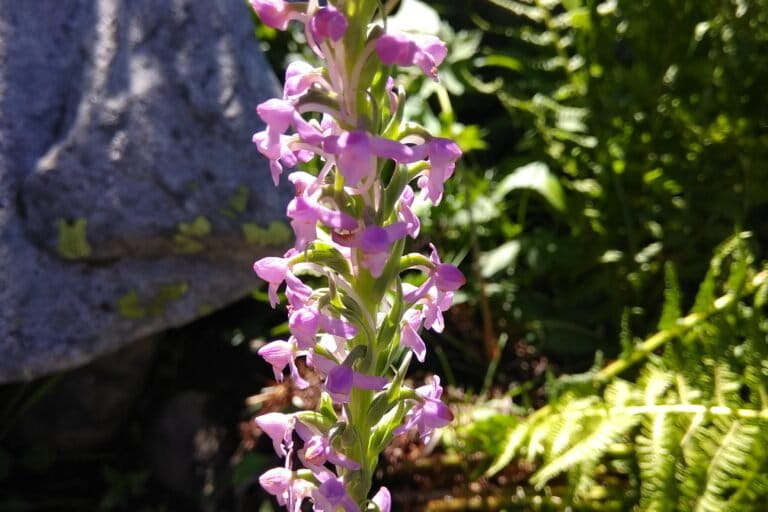 Dense spikes of purple flowers make Dactylorhiza hatagirea a striking sight in high-altitude landscapes. Image by Javaid M Dad.