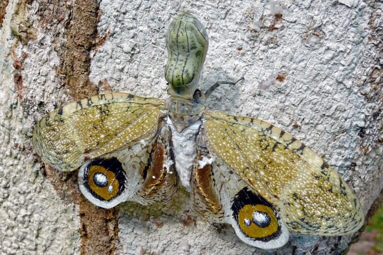 A peanut bug (Fulgora_laternaria). Image by Bernard Dupont via Wikimedia Commons (CC BY-SA 2.0).