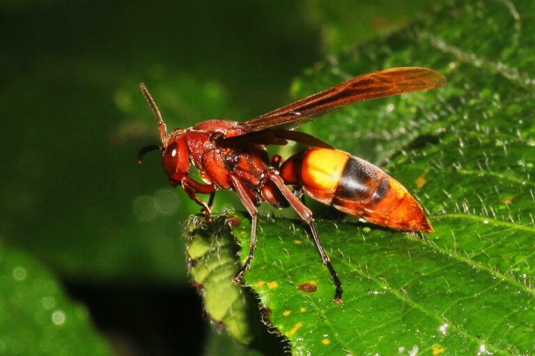 A paper wasp. Nomadic tribes once used its toxins for poisoning arrows to hunt animals. Image by Satish Nikam via Flickr (CC BY-NC 2.0).