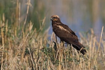 A western marsh harrier near Nal Sarovar Lake in Gujarat. Image by Hari K Patibanda via Flickr (CC BY-NC 2.0).