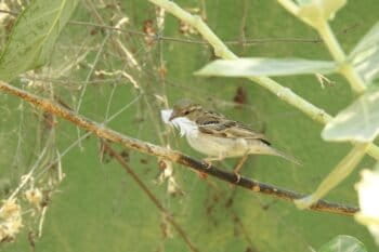 A female collects materials to build her nest. Image by Agnes Francila.