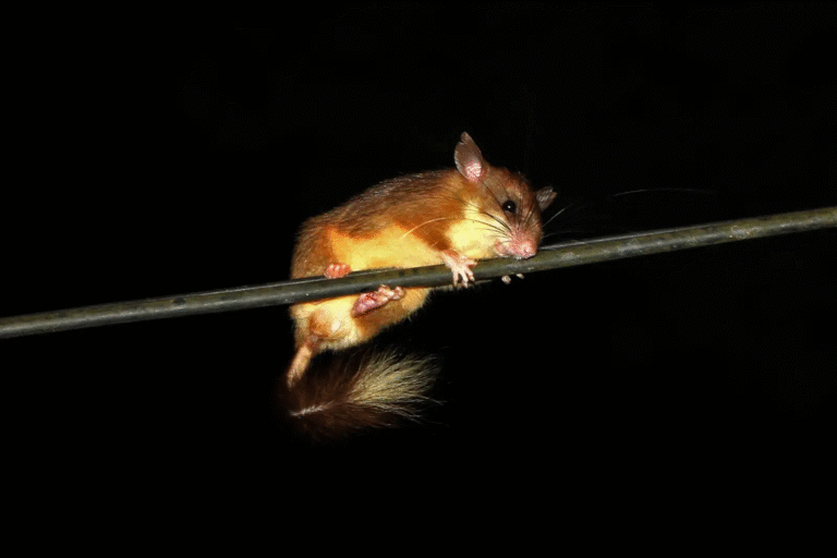 A Malabar spiny dormouse. Small rodents have shared spaces with human civilisation for centuries, and find mentions in folklore and stories. Image by Davidvraju via Wikimedia Commons (CC BY-SA 4.0).