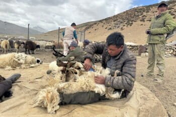 Tashi Dorje shears a sheep with traditional scissors at a temporary enclosure in Kharnak, Changthang plains. Image by Safeena Wani.