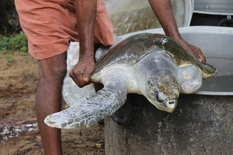 An olive Ridley turtle in rehabilitation. Across coastal states, turtle conservation depends heavily on community labour, with limited financial support. Image by K.A. Shaji.