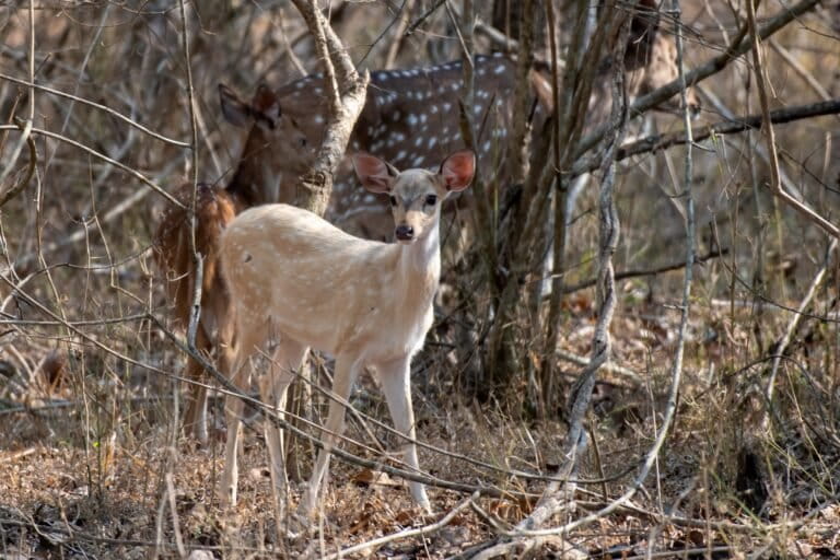 A spotted deer with colour aberrations documented in Nagarahole National Park, Karnataka. Image by Jishnu Raveendran.