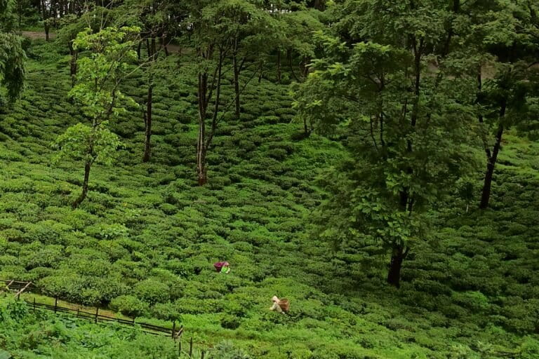 Women at work in a tea plantation in Darjeeling. Image by Sonamit Lepcha, ATREE.