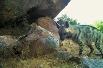 A striped hyena at a rocky outcrop. Image by Indrajeet Ghorpade.
