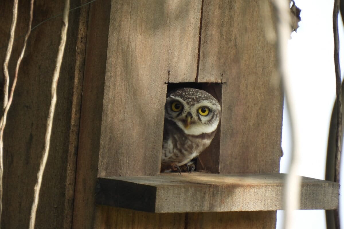 A spotted owlet at IIHS Kengeri campus, Bengaluru. Image by Jagdish Krishnaswamy.