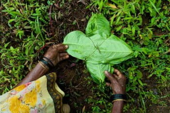 An Adivasi woman collects and ties kuda (Holarrhena pubescens) leaves from her friend's private forest in Jambhulwadi. Image by Nayantara Siruguri.