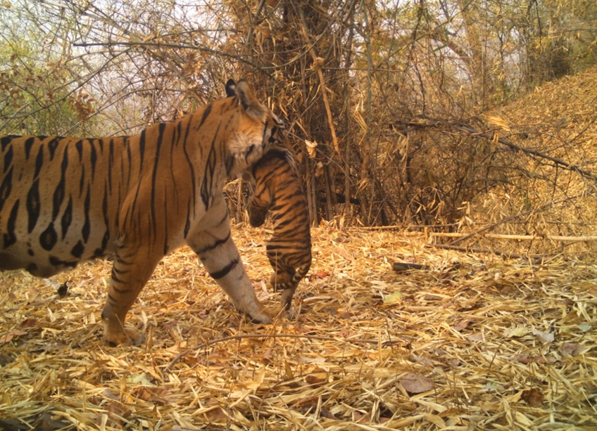 Jhumri with her cub. Since arriving at Achanakmar Tiger Reserve in Chhattisgarh, she has had three litters. Image courtesy of Achanakmar Tiger Reserve.