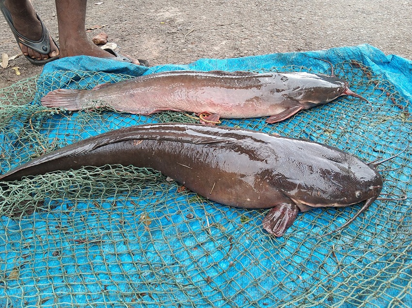 African catfish. Hardier, opportunistic invasive species such as this are displacing more sensitive native fish as habitats change. Image by Raju Kidoor via Wikimedia Commons (CC-BY-SA-4.0)