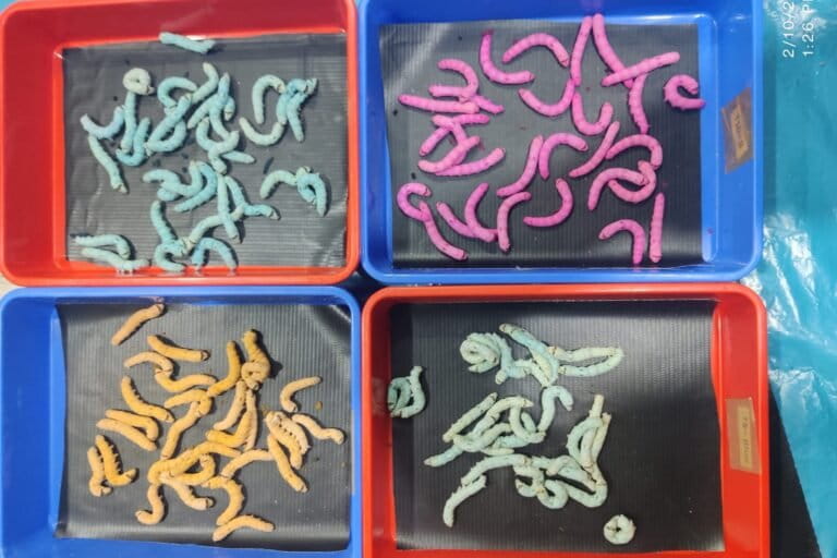 The production of coloured silk through dye-infused diets in silkworms (Bombyx mori) is based on the biological ability of the larvae to absorb and transport certain pigment molecules from their food into the silk glands, where silk proteins are synthesized. Image by Hirra