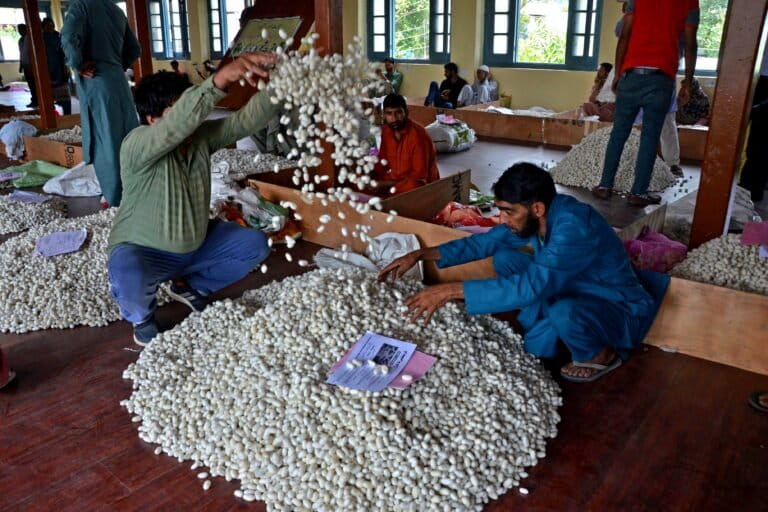 Cocoons are collected, and the larva inside is stifled using hot air or steam to prevent the moth from breaking the silk filament. The cocoons are then sorted by size, colour, and texture. Image by Bilal Bahadur.