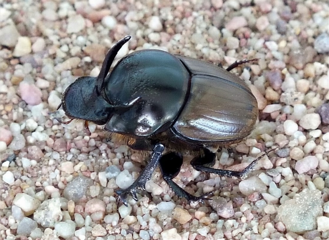 Dung beetles find refuge on an urbanising barrier island system