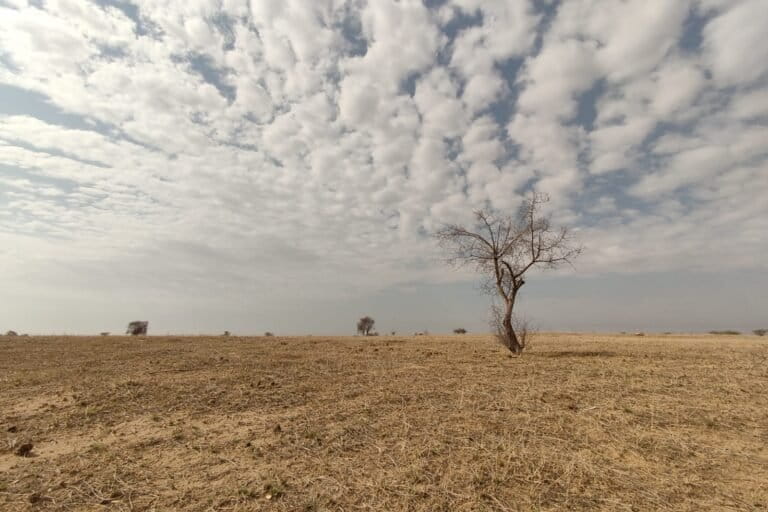 The Thar desert, the habitat of the spiny-tailed lizard, experiences extreme temperatures, from near 0°C in winter to over 50°C in summer, along with sharp seasonal shifts and scarce resources. Image by Mihir Joshi.