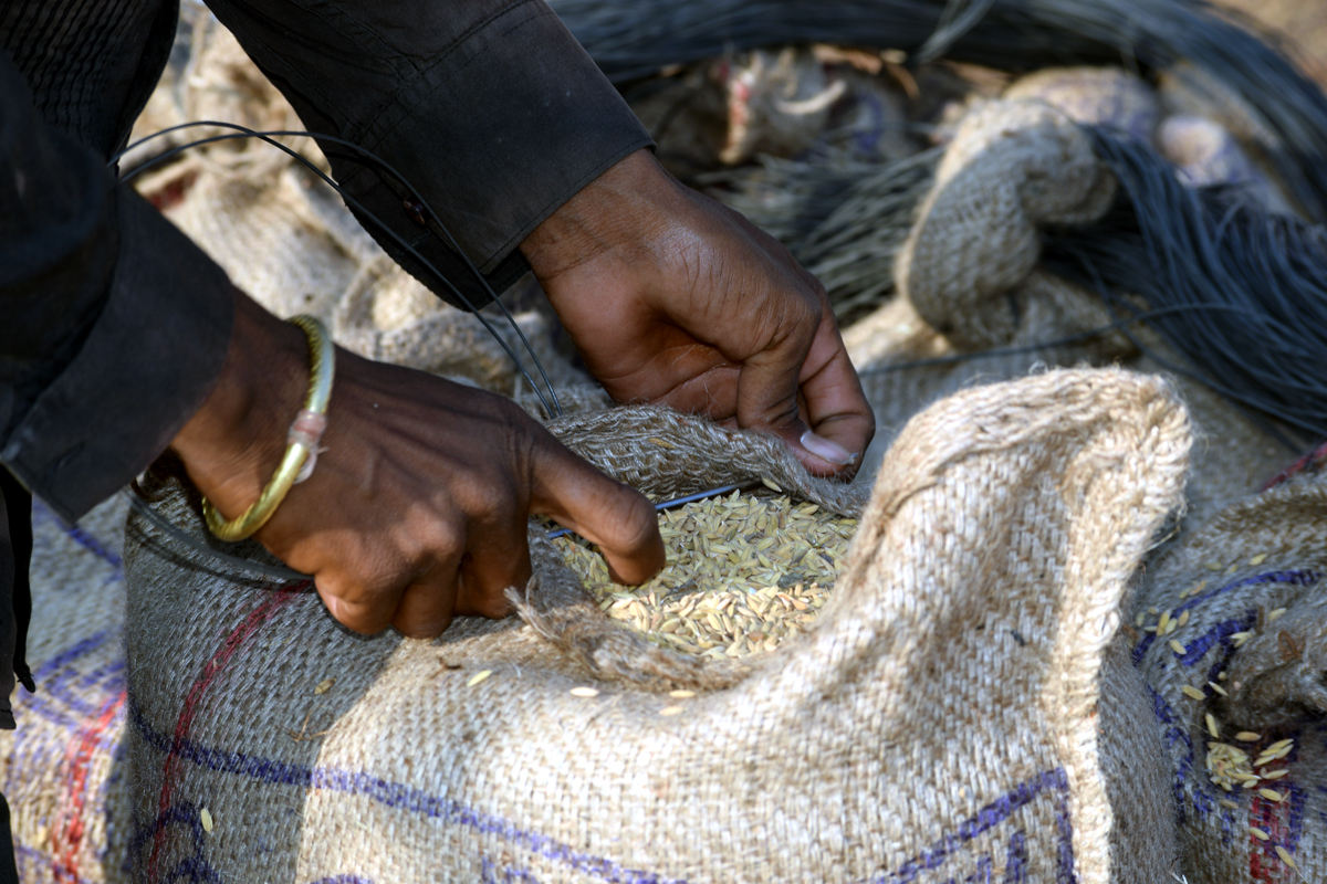 Assured paddy prices reshape farms