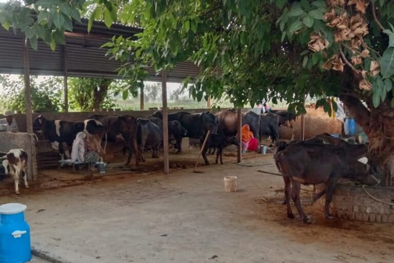 As temperatures rise, cattle industry feels the strain