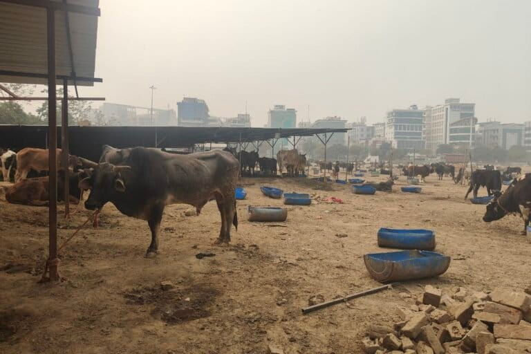 As temperatures rise, cattle industry feels the strain