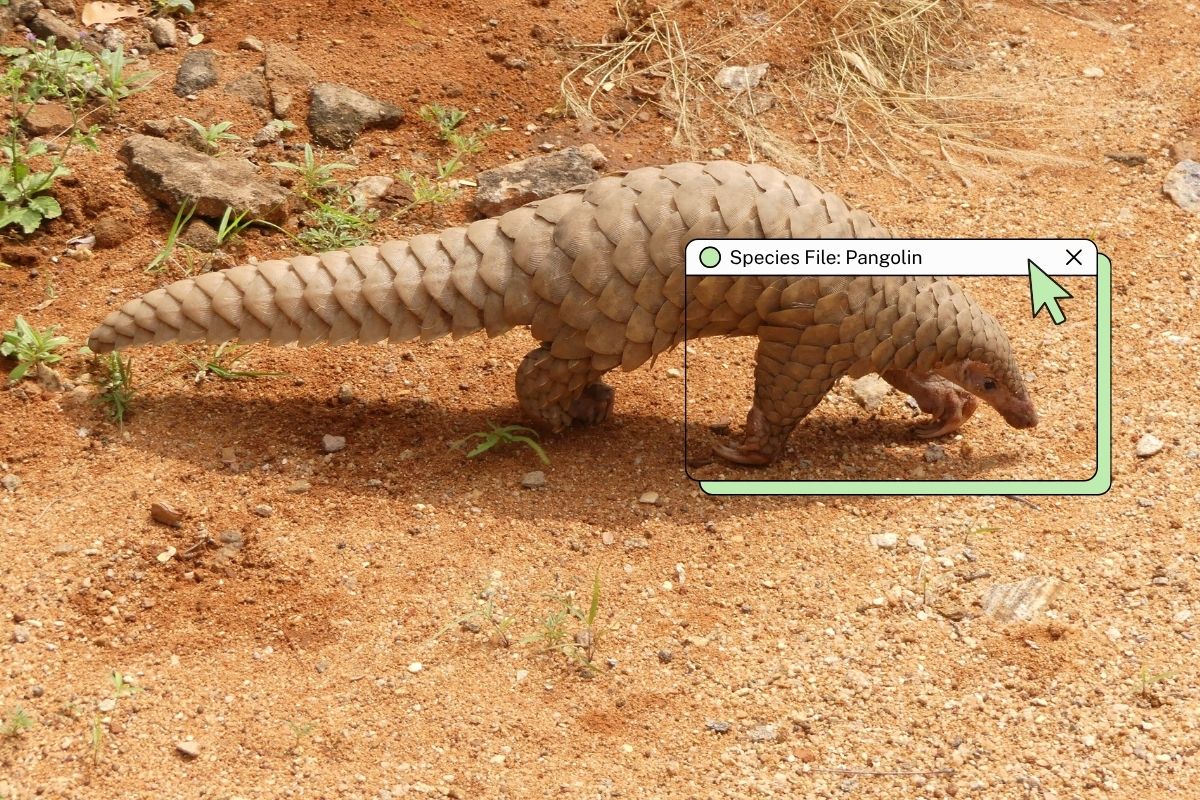 The mammal wrapped in a shield of scales