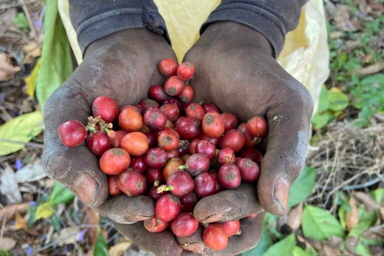 The search for climate resilient coffee in a warming world
