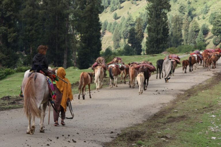 Unseasonal snowfall blocks the path for migratory pastoralists