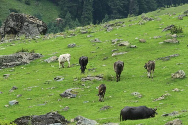 Unseasonal snowfall blocks the path for migratory pastoralists