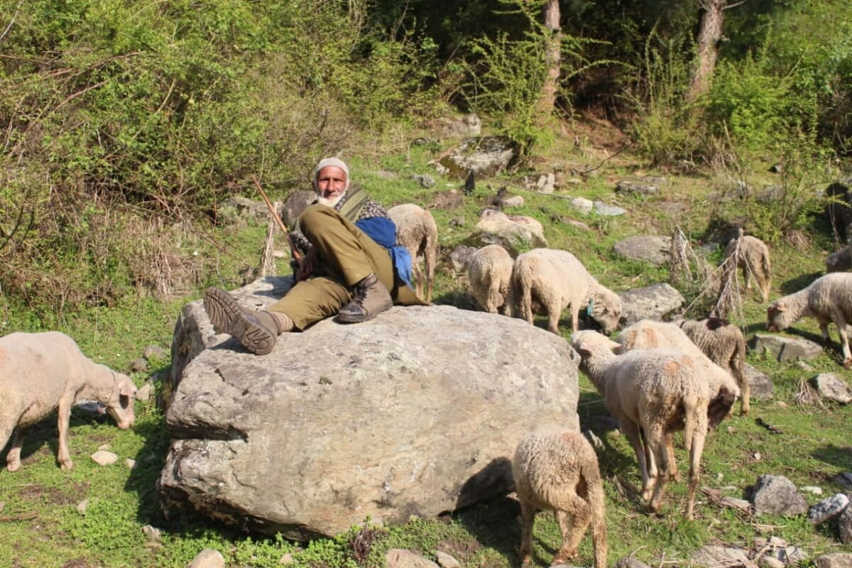Unseasonal snowfall blocks the path for migratory pastoralists