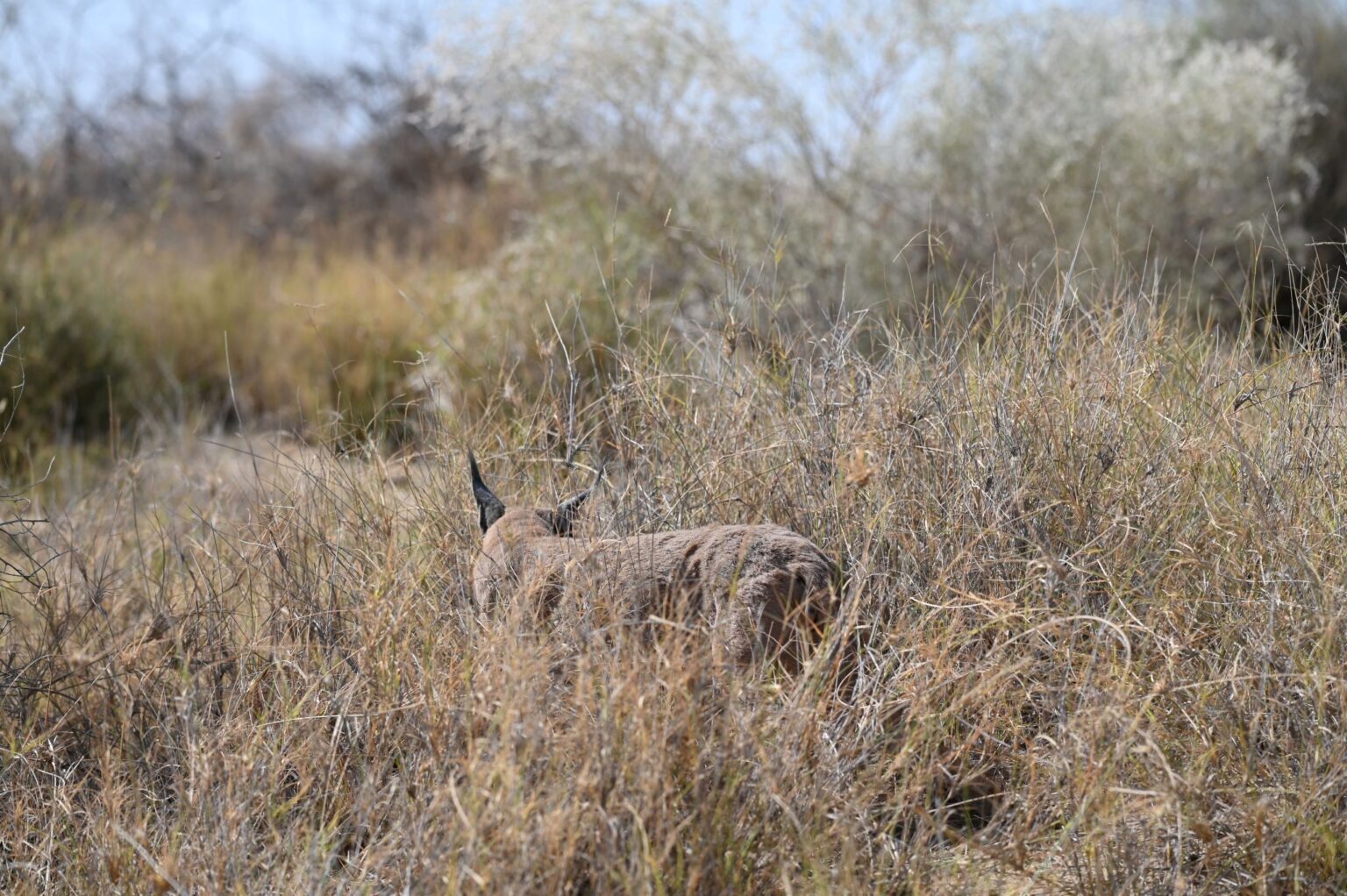 Crime against caracal sparks a census project for the cat