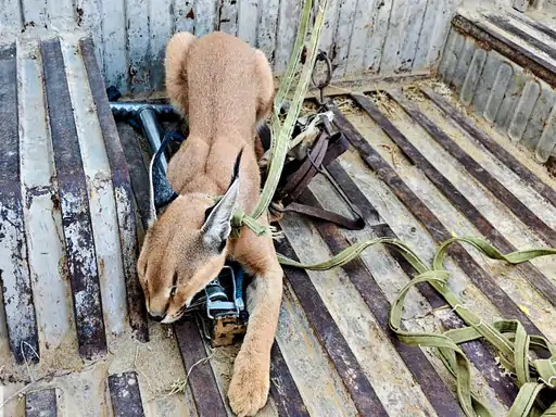 Crime against caracal sparks a census project for the cat