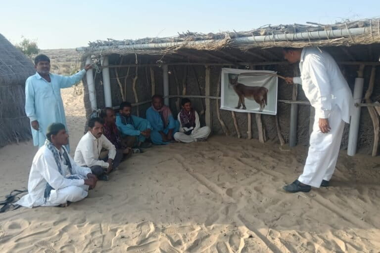 Crime against caracal sparks a census project for the cat