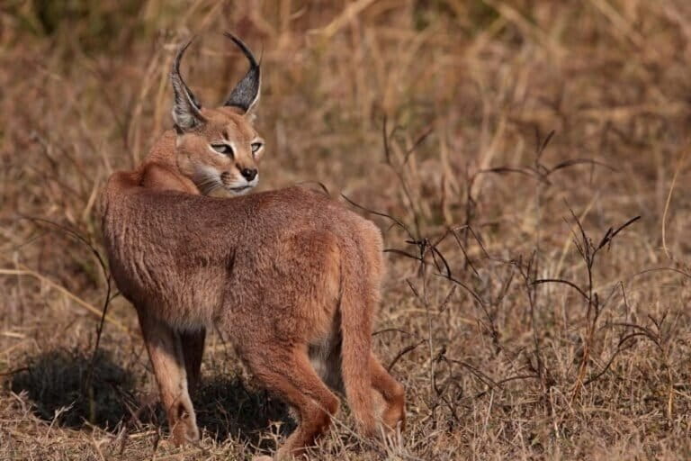 Crime against caracal sparks a census project for the cat