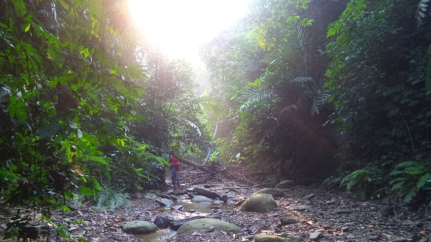 Three states to pilot community-led forest management