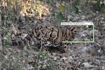 A clouded leopard in Aizawl Zoo, Mizoram. Image by Dr. Raju Kasambe via Wikimedia Commons (CC BY-SA 4.0).