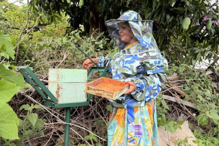 Indigenous women build new livelihoods with hive boxes