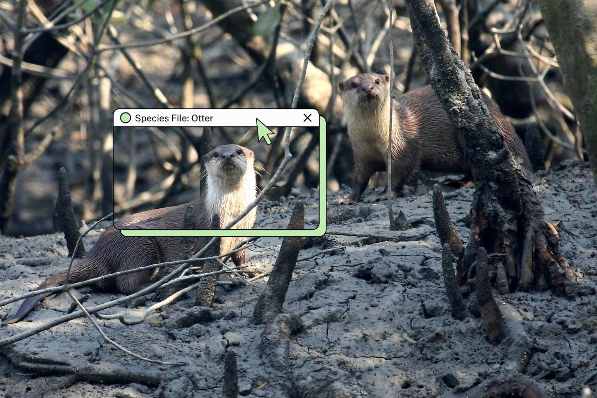 Whiskered swimmers with webbed feet