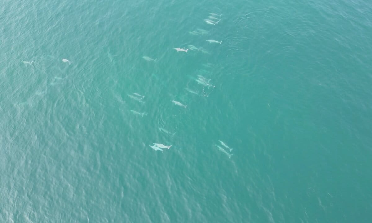 Finless porpoises are disappearing before they are counted