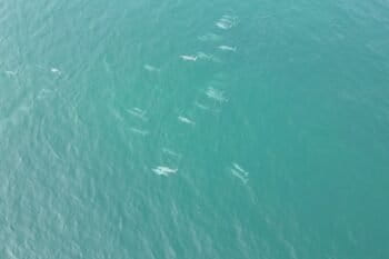 A pod of Indian Ocean humpback dolphins photographed from above off the Sindhudurg-Goa coast. Image by Imran Samad.