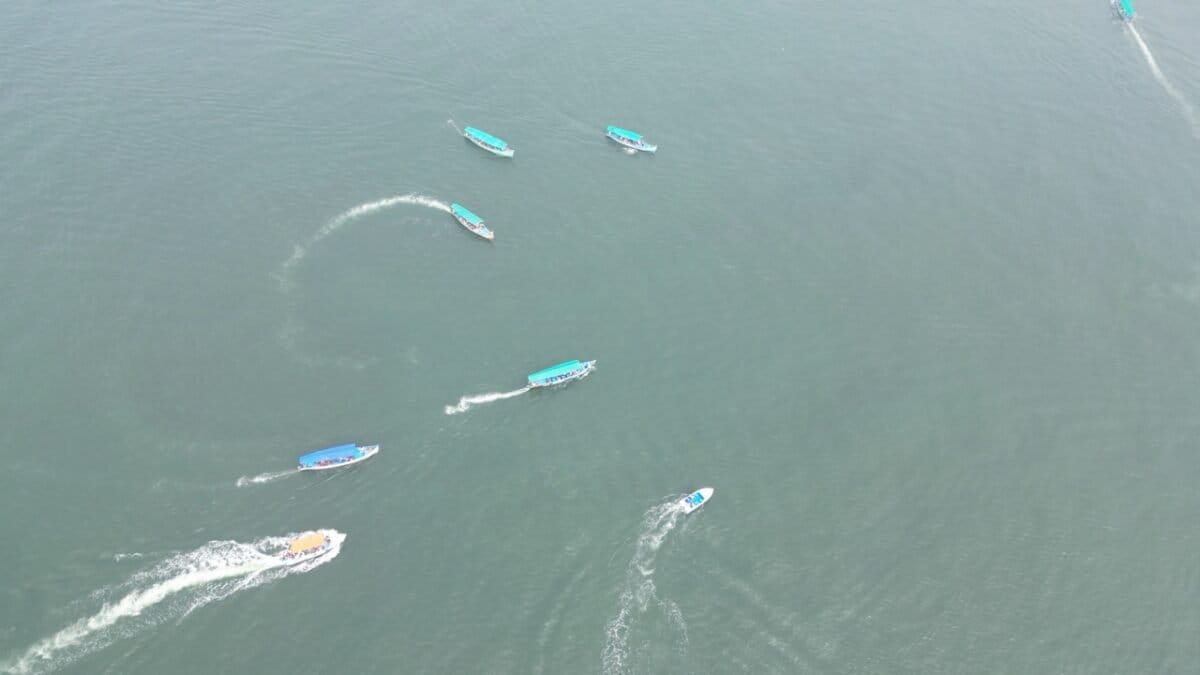 Finless porpoises are disappearing before they are counted