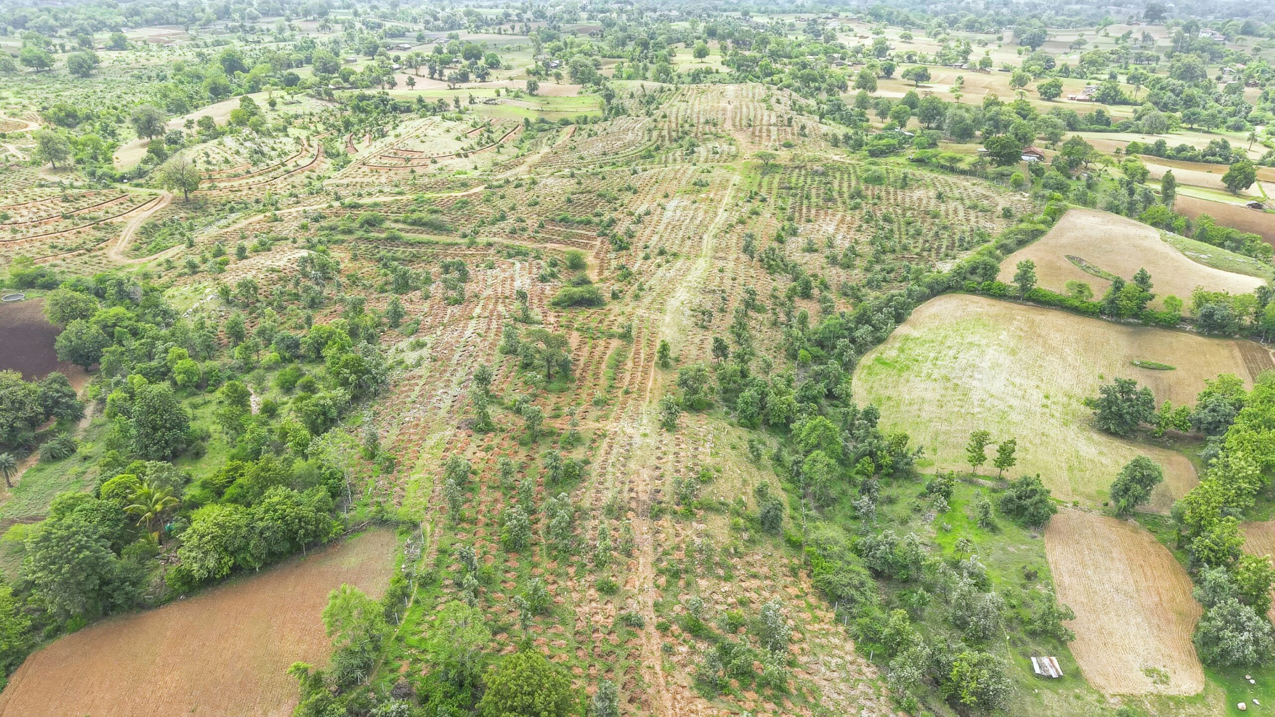 India’s afforestation needs a species lens [Commentary]