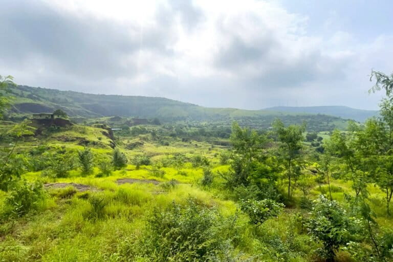 India’s afforestation needs a species lens [Commentary]