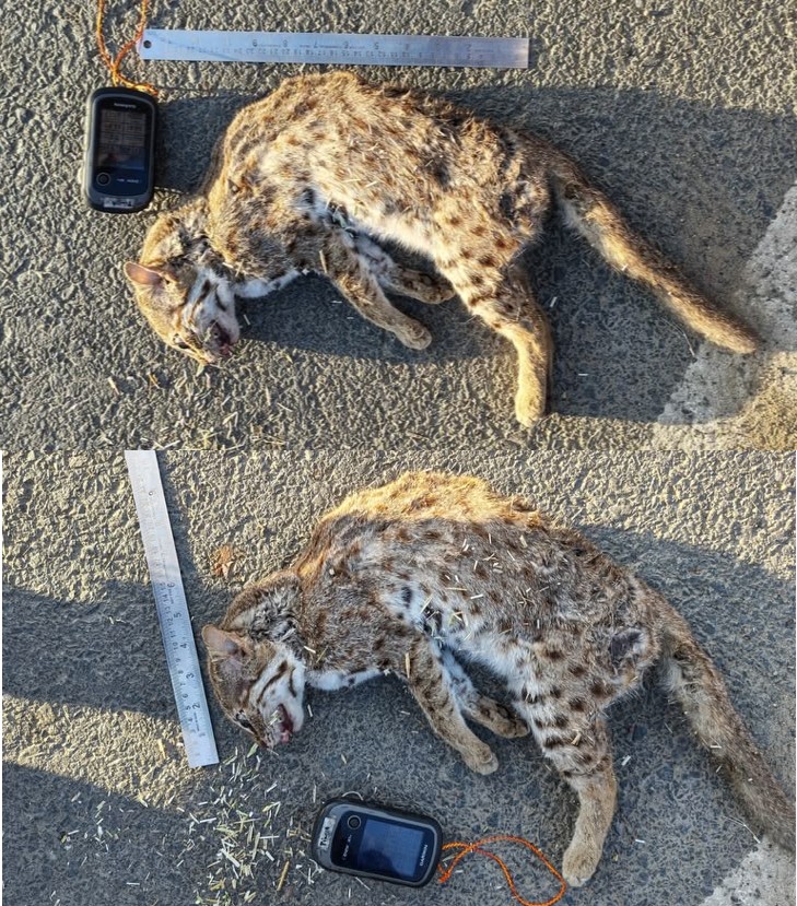 Roads a risk to the world’s smallest wild cat