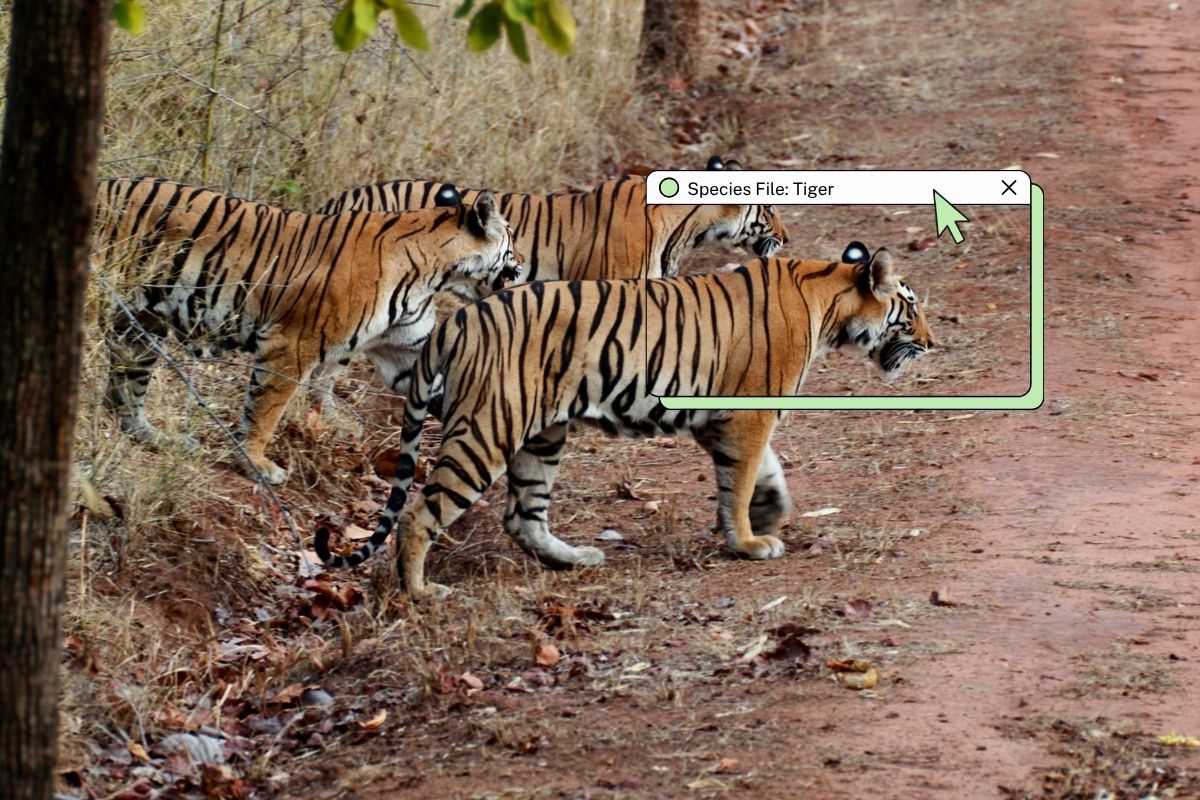 The wild cat with a unique stripe pattern