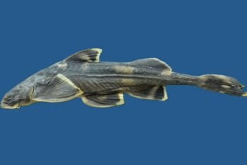 Lateral view of a specimen of Pseudecheneis likimroensis. Image courtesy of Zoological Survey of India.