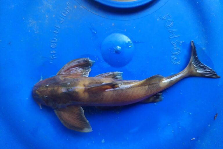 A newly-described fish sheds light on a biodiversity blind spot