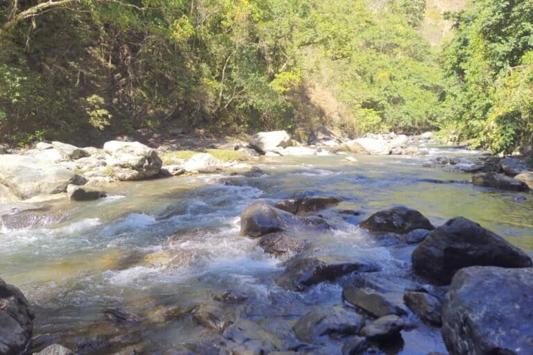 A stretch of the Likimro river where the new catfish species was found. Likimro is a tributary of the Tizu–Chindwin system in the Indo-Myanmar biodiversity hotspot. Image by Shekumcha Y.