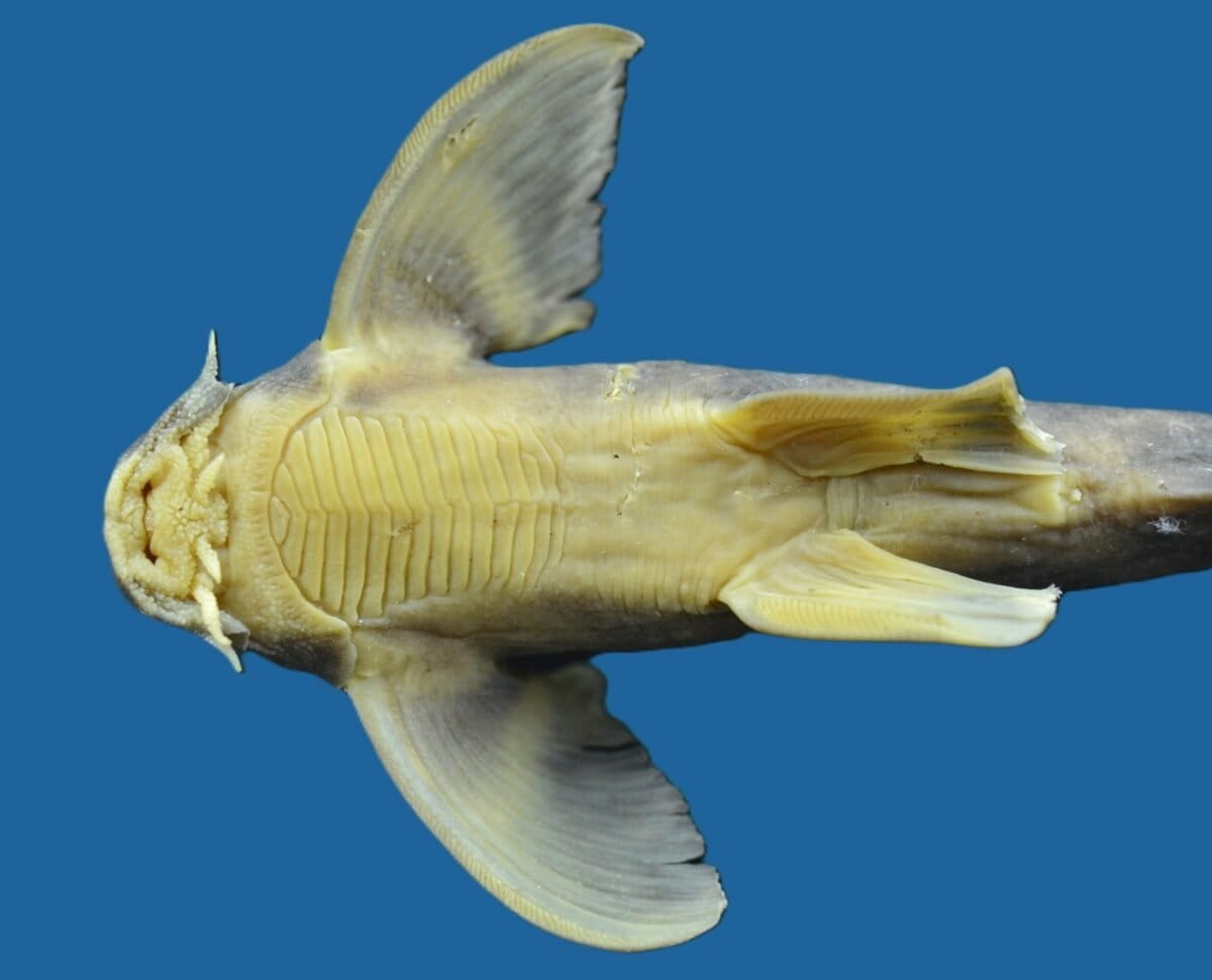 The thoracic (chest) structure of P. likimroensis. Image courtesy of Zoological Survey of India.