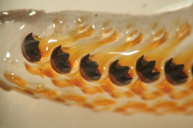 The radular teeth made out of magnetite in a chiton (Cryptochiton stelleri). Image by Michiko Nemoto.